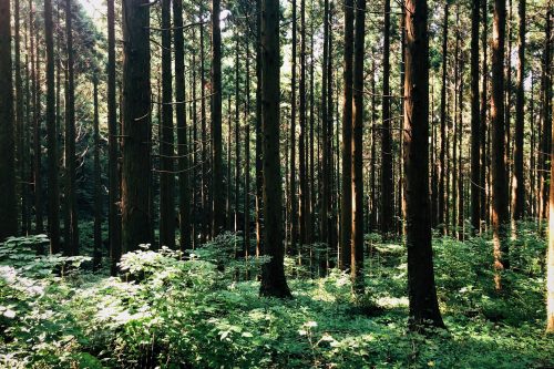 Les arbres du parc Shinrin près de Toon, Ehime, Japon