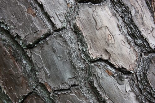 Forêt de pins Niji no Matsubara à Karatsu, préfecture de Saga, Kyushu, Japon