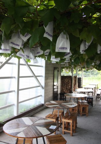 Vignoble Kuju Winery au parc national d'Aso-Kuju, préfecture d'Oita, Kyushu, Japon