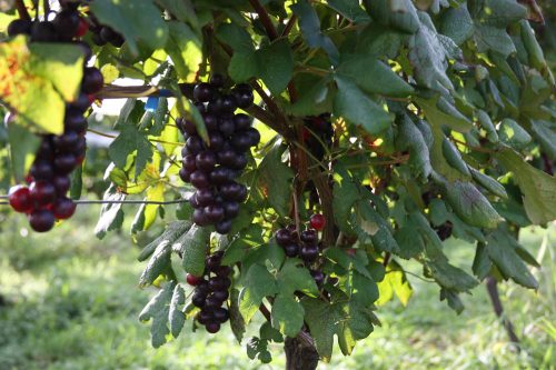 Vignoble Kuju Winery au parc national d'Aso-Kuju, préfecture d'Oita, Kyushu, Japon