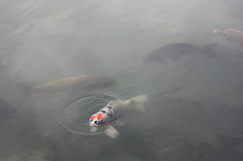 Parc Ohori à Fukuoka, préfecture de Fukuoka, Kyushu, Japon