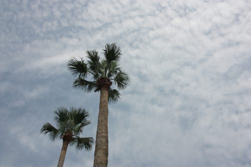 Parc Ohori à Fukuoka, préfecture de Fukuoka, Kyushu, Japon