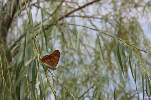 Parc Ohori à Fukuoka, préfecture de Fukuoka, Kyushu, Japon