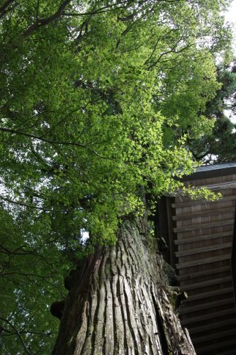 Au sanctuaire du Mt Hiko, préfecture de Fukuoka, Kyushu, Japon