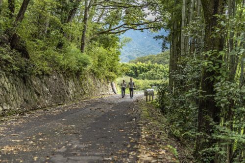 Sur le sentier menant au château de Naegi à Nakatsugawa, préfecture de Gifu, Japon