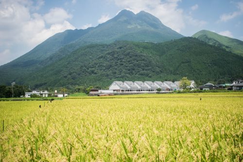 Rizières et montagnes près de Yufuin, préfecture d'Oita, Japon
