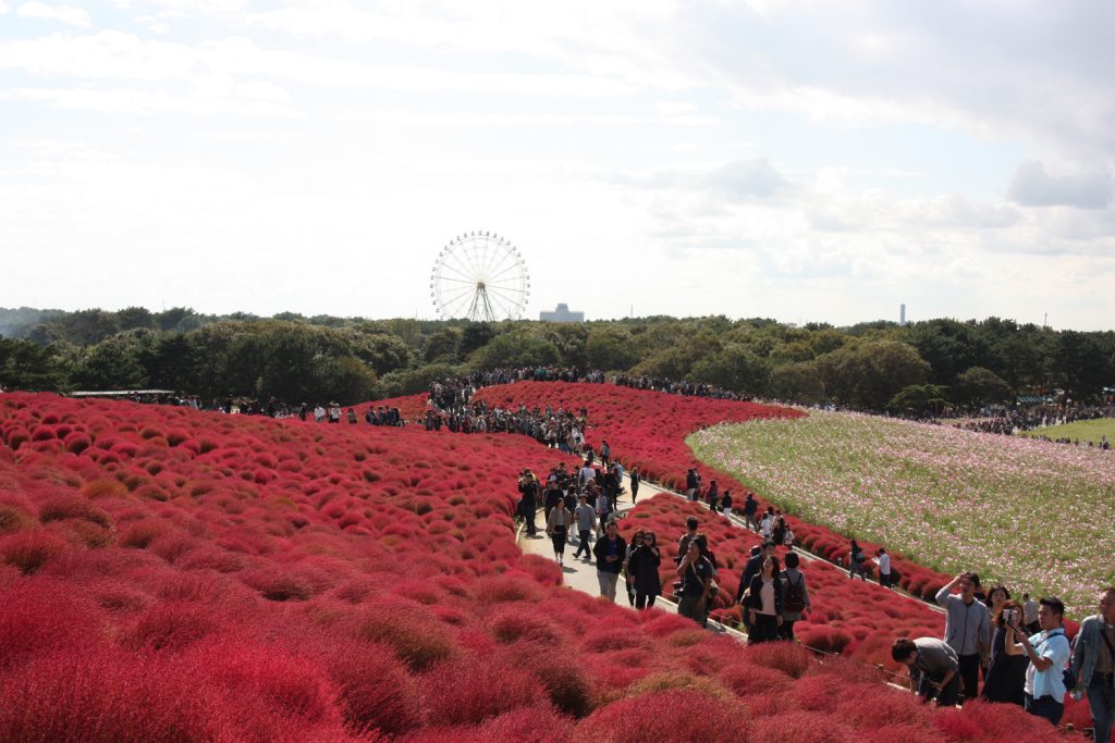 Kochia Carnival au Hitachi Seaside Park, préfecture d'Ibaraki, Japon
