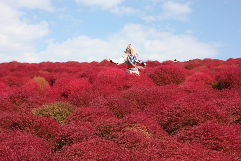 Kochia Carnival au Hitachi Seaside Park, préfecture d'Ibaraki, Japon