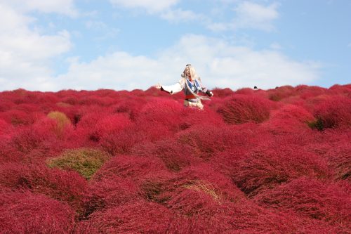 Célébrer l’arrivée de l’automne au Hitachi Seaside Park