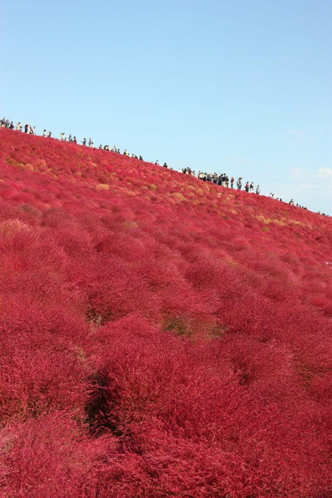 Kochia Carnival au Hitachi Seaside Park, préfecture d'Ibaraki, Japon