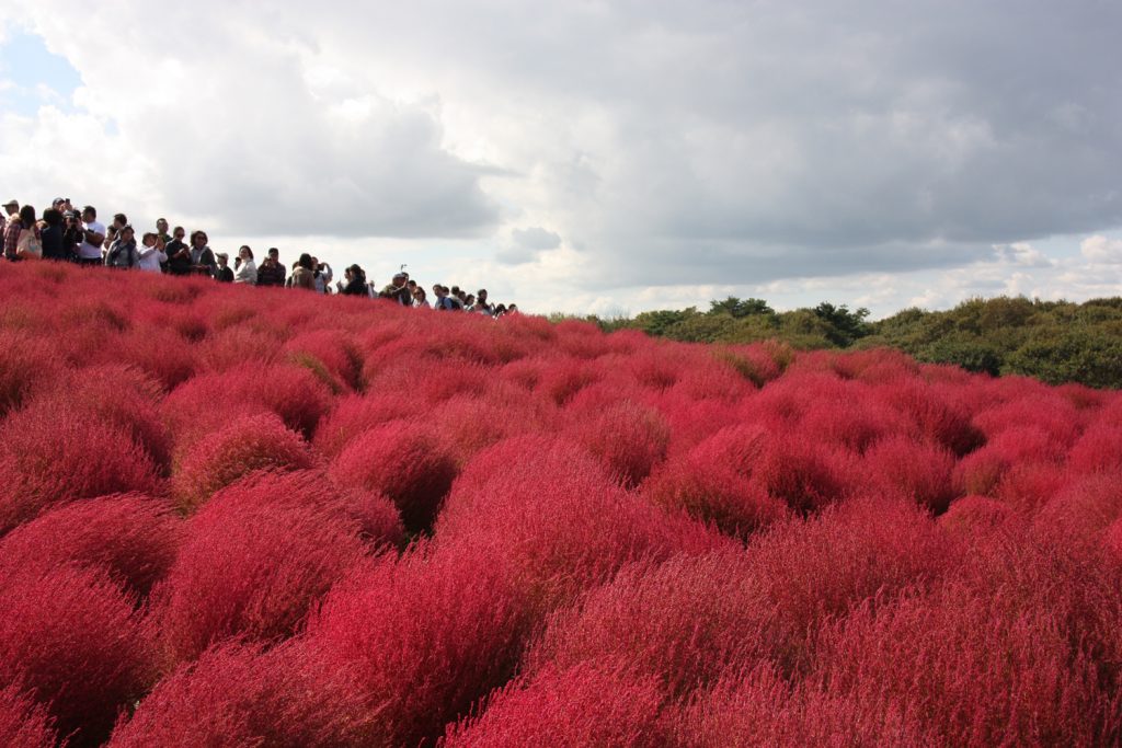 Kochia Carnival au Hitachi Seaside Park, préfecture d'Ibaraki, Japon