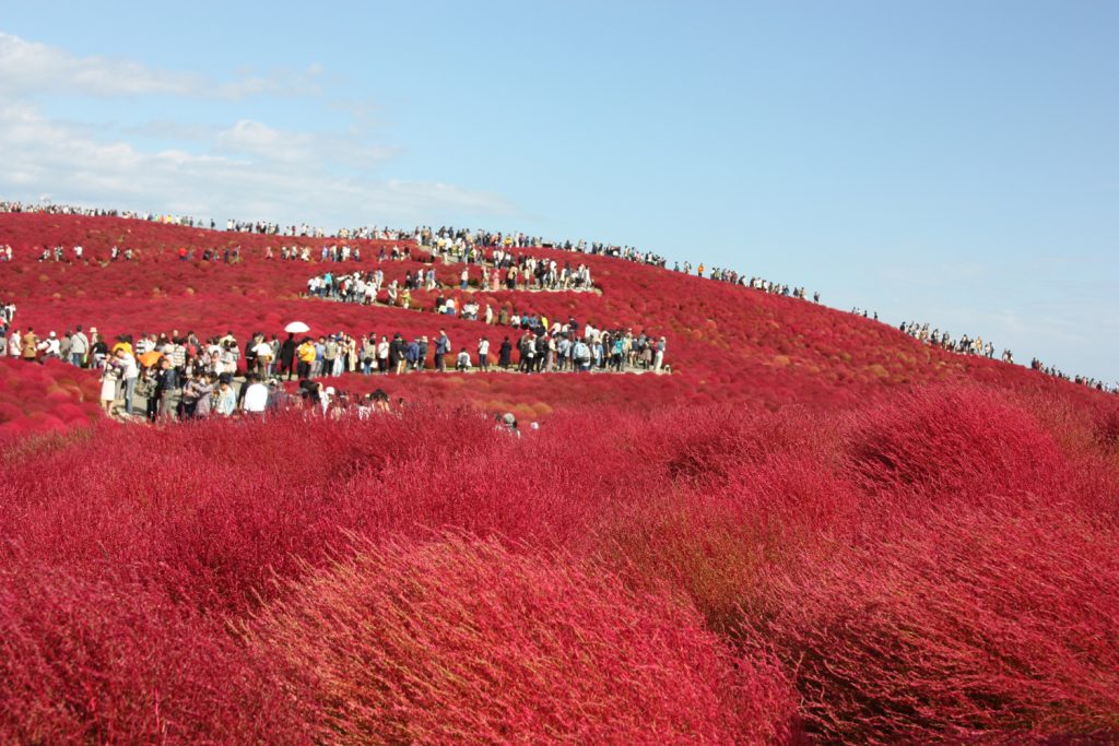 Kochia Carnival au Hitachi Seaside Park, préfecture d'Ibaraki, Japon