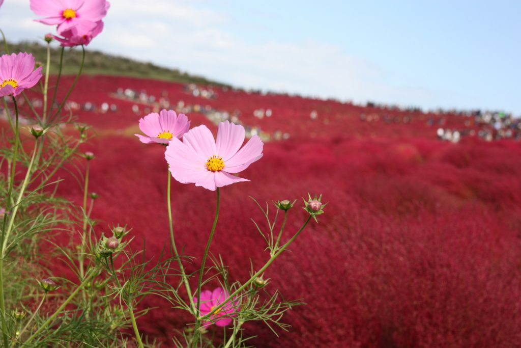 Cosmos et kochia au Hitachi Seaside Park