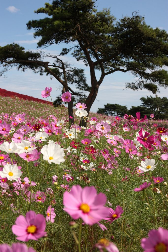 Cosmos en fleurs au Hitachi Seaside Park, préfecture d'Ibaraki, Japon