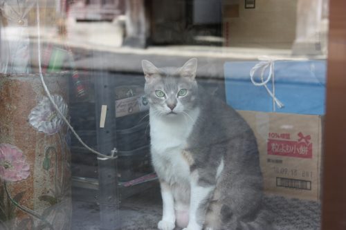 Un habitant de Yonago, préfecture de Tottori, Japon