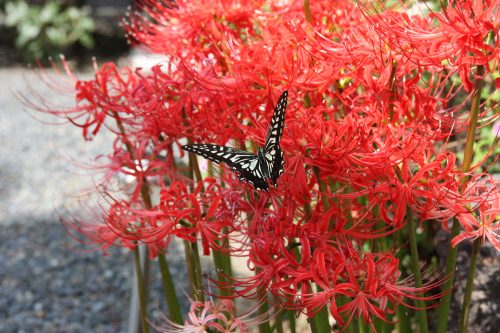 Lycoris rouge en fleur à Yonago, préfecture de Tottori, Japon