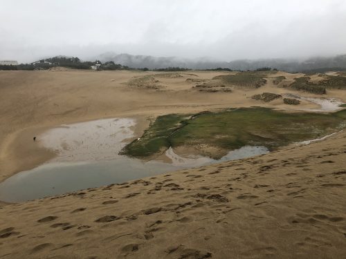 Bassin et végétation dans les dunes de sable de Tottori, préfecture de Tottori, Japon