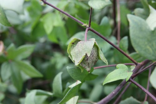 Coton bio utilisé pour la fabrication de Yumihama-gasuri, à Yonago, préfecture de Tottori, Japon