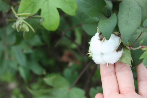 Coton bio utilisé pour la fabrication de Yumihama-gasuri, à Yonago, préfecture de Tottori, Japon