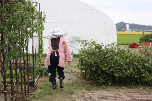 Plants de coton bio pour la fabrication de Yumihama-gasuri, à Yonago, préfecture de Tottori, Japon