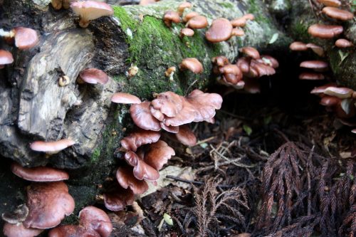 Forêt au pied du Mt Daisen, préfecture de Tottori, Japon