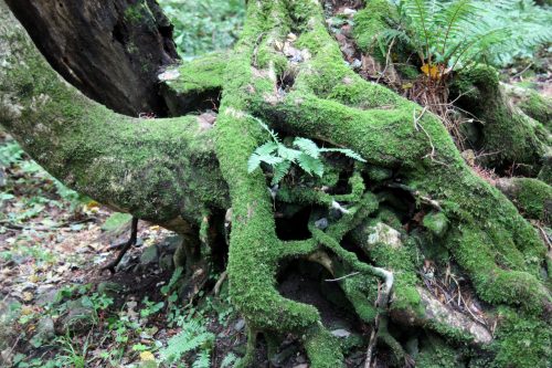 Forêt au pied du Mt Daisen, préfecture de Tottori, Japon