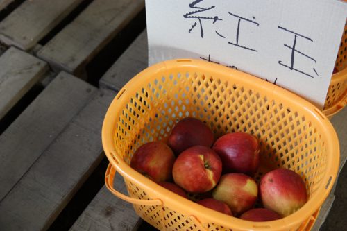 Pommes récoltées sur le Mt Daisen dans la préfecture de Tottori, Japon