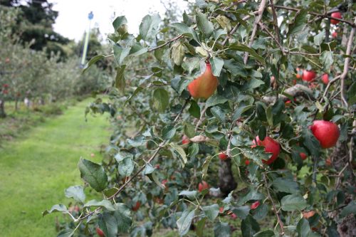 Verger de pommes sur le Mt Daisen dans la préfecture de Tottori, Japon