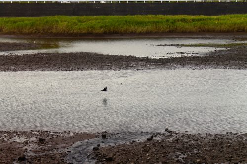 Rivière longeant le château de Nakatsu, dans la préfecture d'Oita, Japon