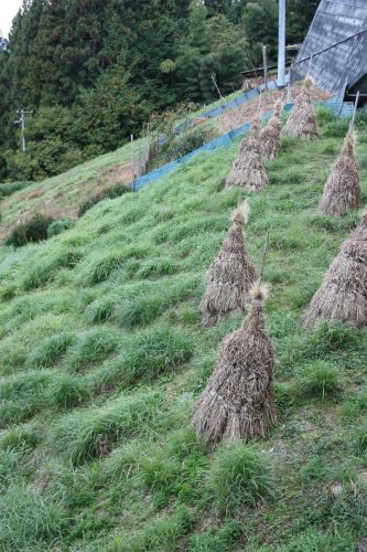 Champs à flanc de montagne dans le hameau d'Ochiai, vallée d'Iya, Tokushima, Shikoku, Japon