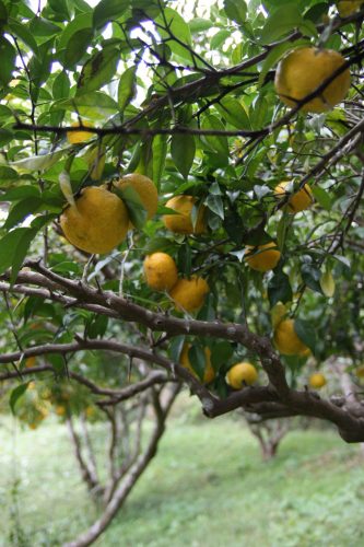Récolte de yuzu au Minshuku Yuzu no Sato à Mima, près de la vallée d'Iya, Tokushima, Shikoku, Japon