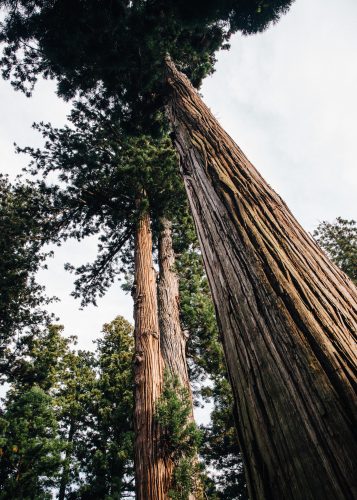 Les cèdres du village de Kosuge, près d'Iiyama, préfecture de Nagano, Japon