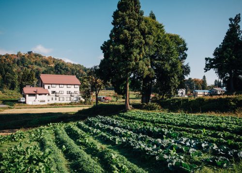 Potager du ryokan Shikisai no Yado Kanoe à Iiyama, préfecture de Nagano, Japon