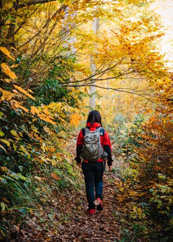 Randonnée parmi les hêtres jaunes du Shin-etsu Trail, Préfecture de Nagano, Japon