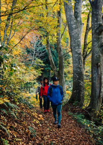 Randonnée parmi les hêtres jaunes du Shin-etsu Trail, Préfecture de Nagano, Japon