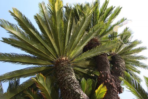 Jardin de Ritsurin, Takamatsu, préfecture de Kagawa, Shikoku, Japon