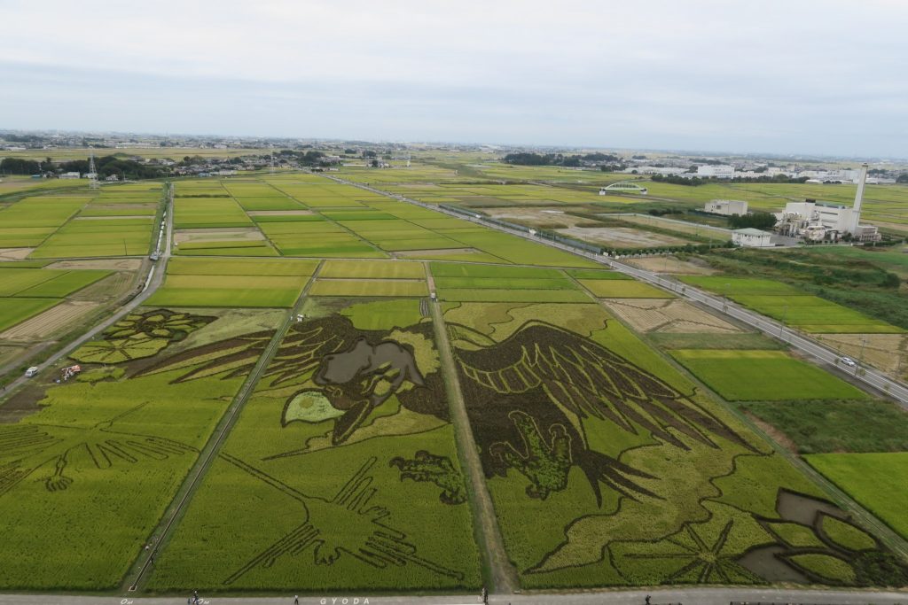 Des rizières transformées en œuvres de Tambo Art à Gyoda, Saitama