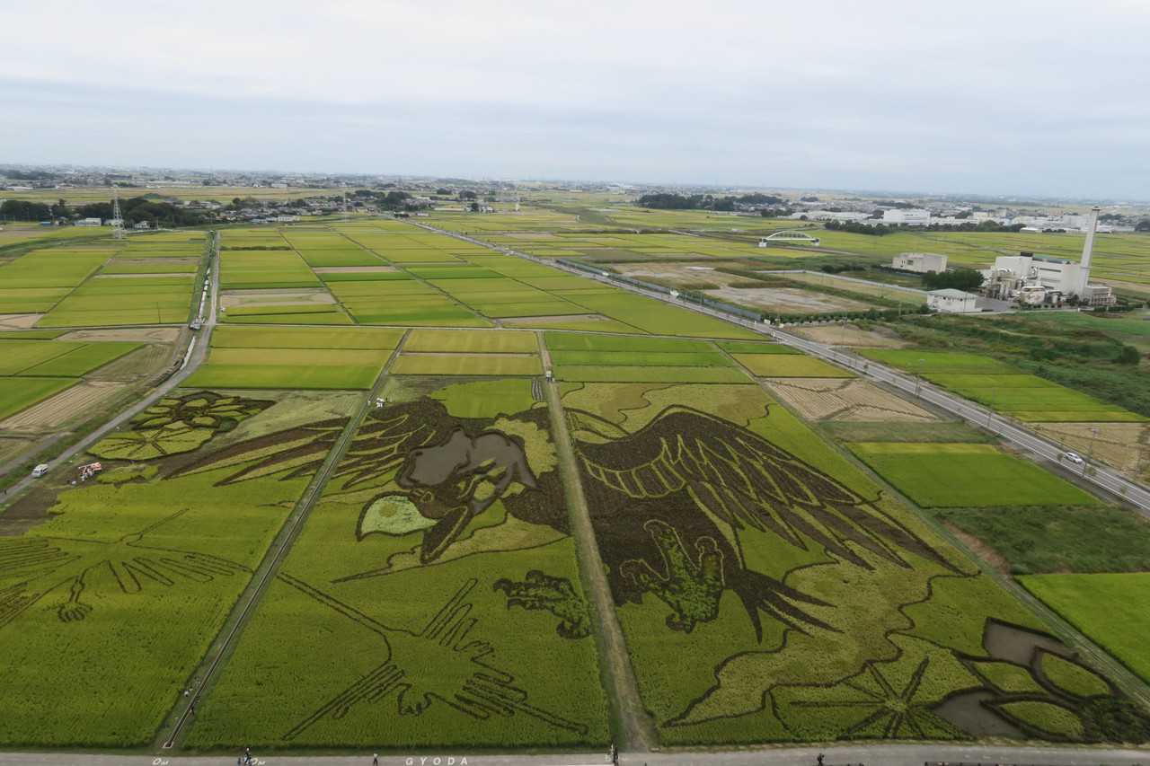 Des rizières transformées en œuvres de Tambo Art à Gyoda, Saitama
