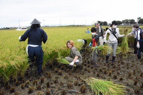 Récolte de riz pour créer l'oeuvre de Tambo Art à Gyoda, préfecture de Saitama, Japon