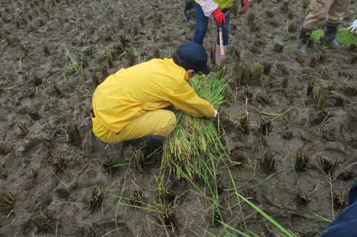 Récolte de riz pour créer l'oeuvre de Tambo Art à Gyoda, préfecture de Saitama, Japon
