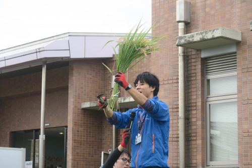 Récolte du riz à la faucille pour créer une oeuvre de Tambo Art à Gyoda, préfecture de Saitama, Japon