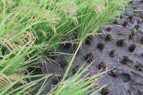 Récolte du riz pour la création de Tambo Art à Gyoda, préfecture de Saitama, Japon