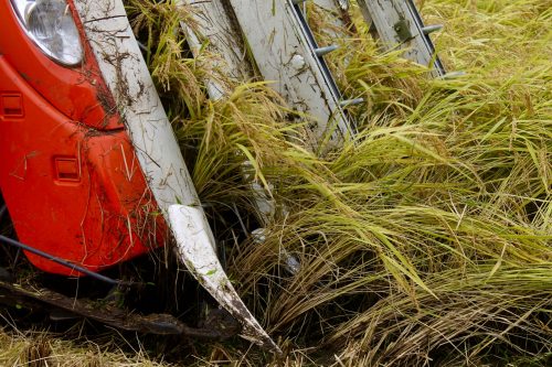Récolte des rizières à Murakami, préfecture de Niigata, Japon