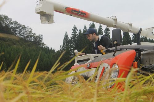 Récolte des rizières à Murakami, préfecture de Niigata, Japon