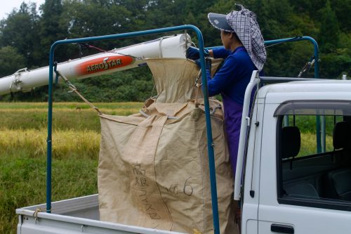 Récolte des rizières à Murakami, préfecture de Niigata, Japon