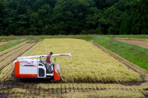 Récolte des rizières à Murakami, préfecture de Niigata, Japon