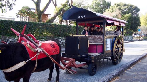 Visiter l'ancien quartier des samouraïs dans une carriole tirée par un boeuf, Izumi, Kagoshima, Kyushu, Japon