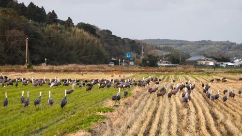 Observer les grues rassemblées dans les champs d'Izumi, préfecture de Kagoshima, Kyushu, Japon