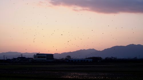 Envol des grues dans le ciel rose du matin, à Izumi, préfecture de Kagoshima, Kyushu, Japon