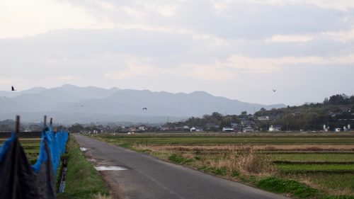 Observer les grues à l'aube dans les champs d'Izumi, préfecture de Kagoshima, Kyushu, Japon
